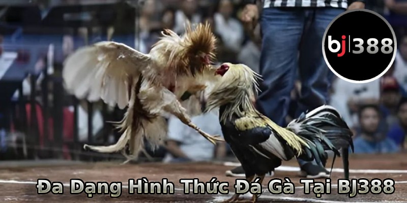 Đa dạng hình thức đá gà tại nhà cái BJ388