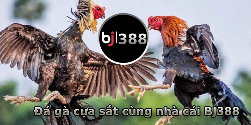 Đá gà cựa sắt