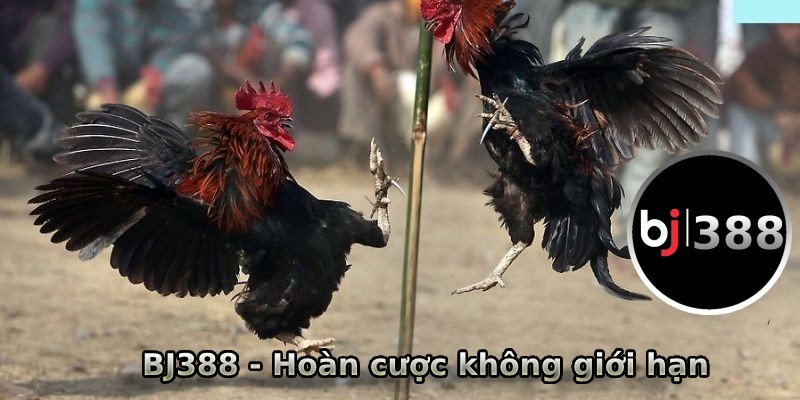 Hoàn cược không giới hạn tại BJ388