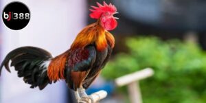 Chế độ dinh dưỡng của gà Ayam Ketawa