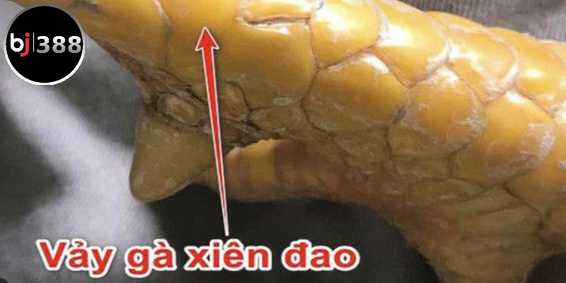 Dạng xiên đao cong nhẹ